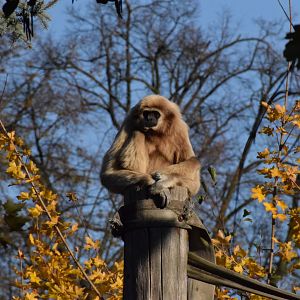Lar gibbon - Oktober 2021