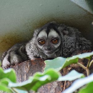 Gray -handed night monkey - Oktober 2021