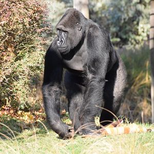 Western lowland gorilla- Oktober 2021