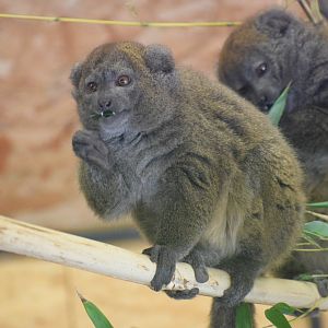 Lac Alaotra bamboo lemur - Oktober2021