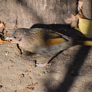 Streaked laughingtrush - Oktober 2021