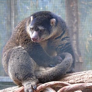 Bear cuscus - July 2018