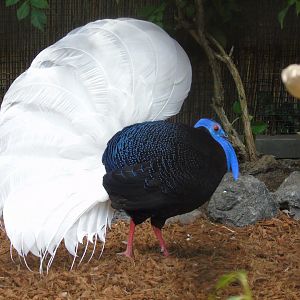 Bulwer's pheasant - July 2018