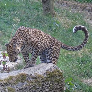 Javan leopard - July 2018