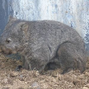 Tasmanian wombat - July 2018