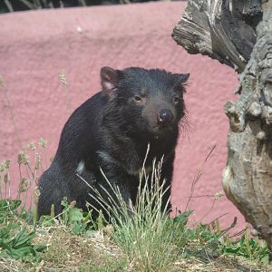 Tasmanian devil - July 2018