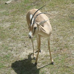 Rhim gazelle - July 2018