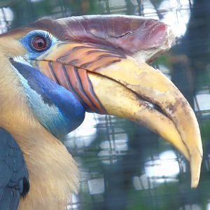 Knobbed hornbill - July 2018