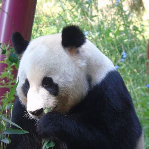 Giant panda - July 2018