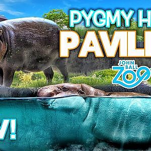 NEW! Pygmy Hippo Pavilion | Zoo Tours