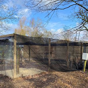 Scottish wildcat enclosure update WIP, Beale Park UK