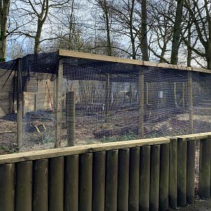Scottish wildcat enclosure update, Beale Park, UK