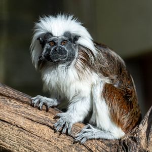 Cotton Top Tamarin, CWP, UK