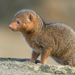Dwarf Mongoose, CWP, UK