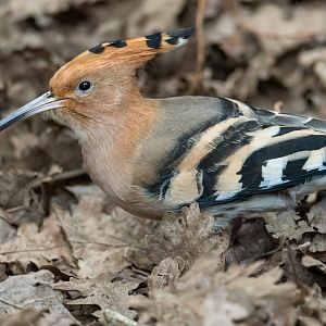 Hoopoe, CWP, UK