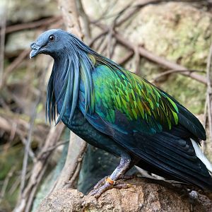 Nicobar pigeon, CWP, UK