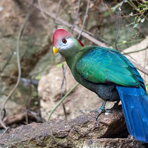 Red Crested Turaco, CWP, UK