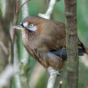 Western moustached laughing thrush, CWP, UK