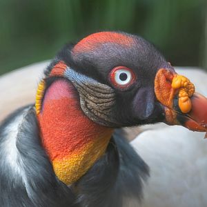 King vulture, CWP, UK