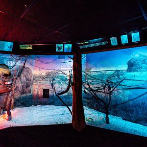 Straw-colored Fruit Bat Exhibit - 2019