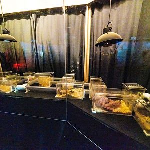 Naked Mole-rat Exhibit - 2019