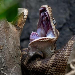 Rough-scaled python (Morelia carinata)