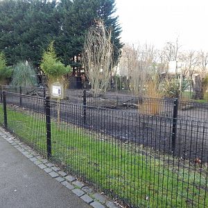 Greater rhea enclosure 260124