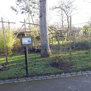 White-faced saki enclosure 260124