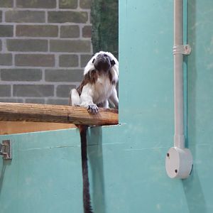 Cotton-top tamarin 260124