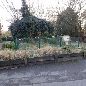 European pond turtle enclosure 260124