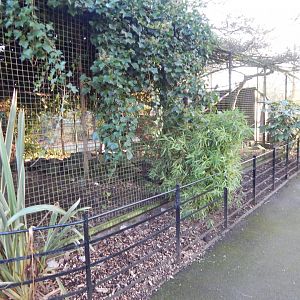 Sacred ibis and Waldrapp aviary 260124
