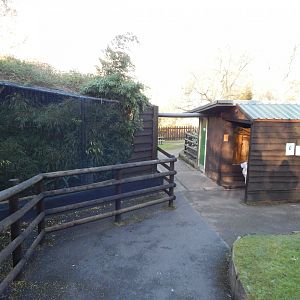 Part of Golden lion tamarin/Pygmy marmoset 260124