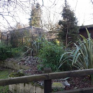 Rear of Golden lion tamarin/Pygmy marmoset enclosure 260124