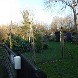 Ring-tailed lemur enclosure 260124