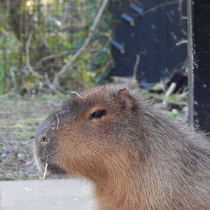 Capybara 260124
