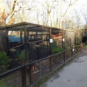 Eclectus parrot aviary 260124