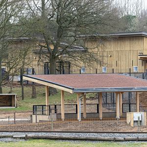 Monkey forest, WIP, ZSL Whipsnade, UK