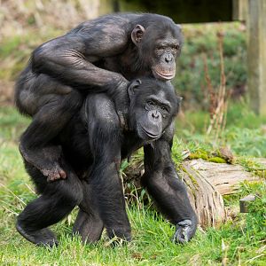 Chimps (Bonnie and Elvis), ZSL Whipsnade, UK
