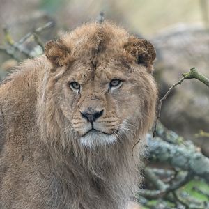 African Lion (m), Malik, ZSL Whipsnade, UK