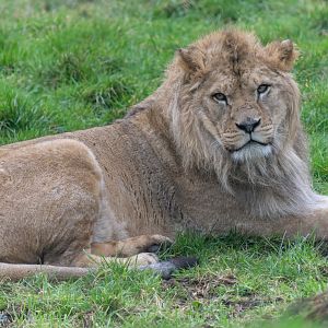 African Lion (m), Malik, ZSL Whipsnade, UK