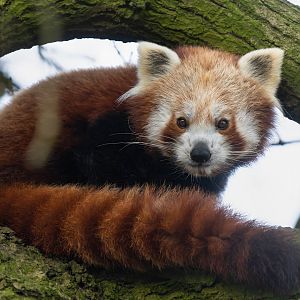 Red Panda (m), Nilo, ZSL Whipsnade, UK