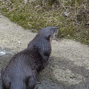 North American River Otter