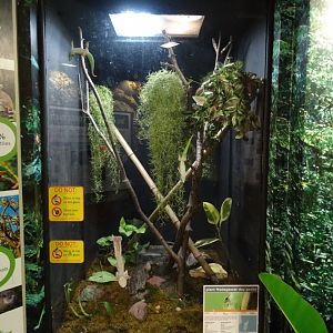 Madagascar Gecko Exhibit