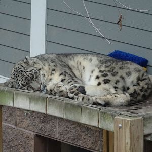 Snow Leopard