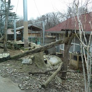 Snow Leopard Exhibit