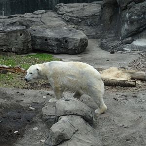 'Anoki' the Polar Bear