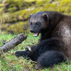 Wolverine (f), Fitti / Fi, ZSL Whipsnade, UK