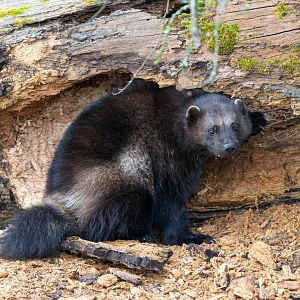 Wolverine (f), Fitti / Fi, ZSL Whipsnade, UK
