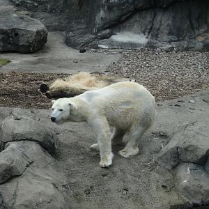 'Anoki' the Polar Bear