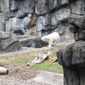 Polar Bear Exhibit